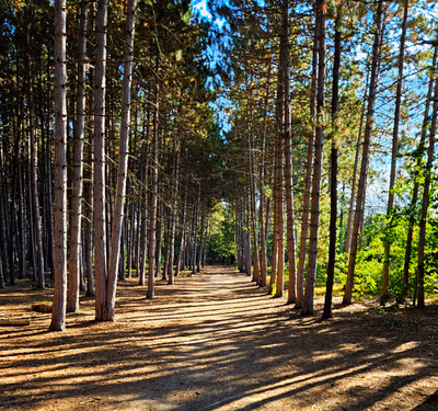 Petawawa Terrace Provincial Park — photo 14