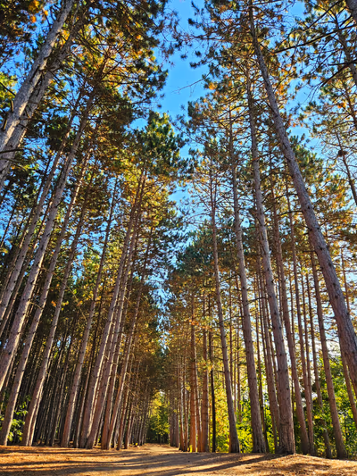 Petawawa Terrace Provincial Park — photo 15