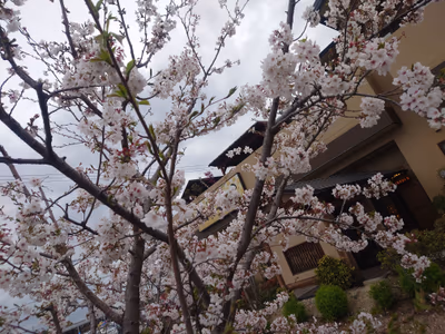 Oiden — photo 02