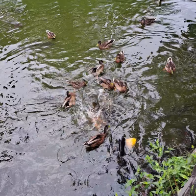 Satsunai Garden Hot Spring — photo 02
