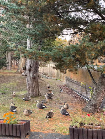 Satsunai Garden Hot Spring — photo 16