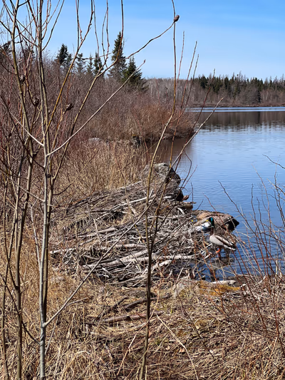 Corduroy Brook Nature Trail — photo 17