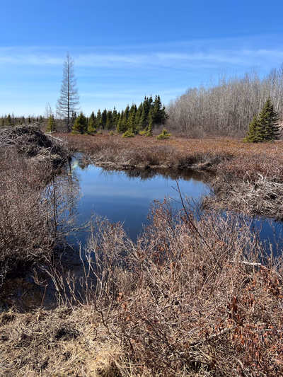 Corduroy Brook Nature Trail — photo 18
