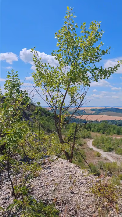 Felhagyott mészkőbánya — photo 09