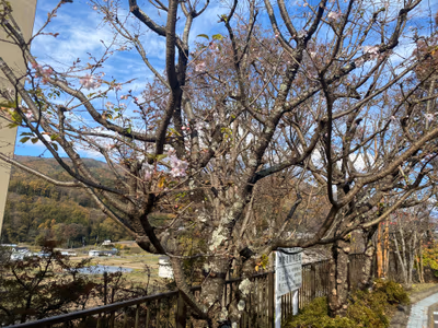 Senkyo — photo 12