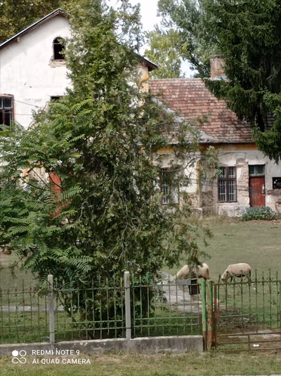 Gomba — photo 07