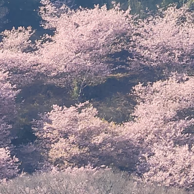 Showa — photo 04