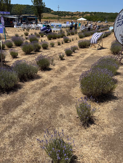 Lavender Field — photo 14
