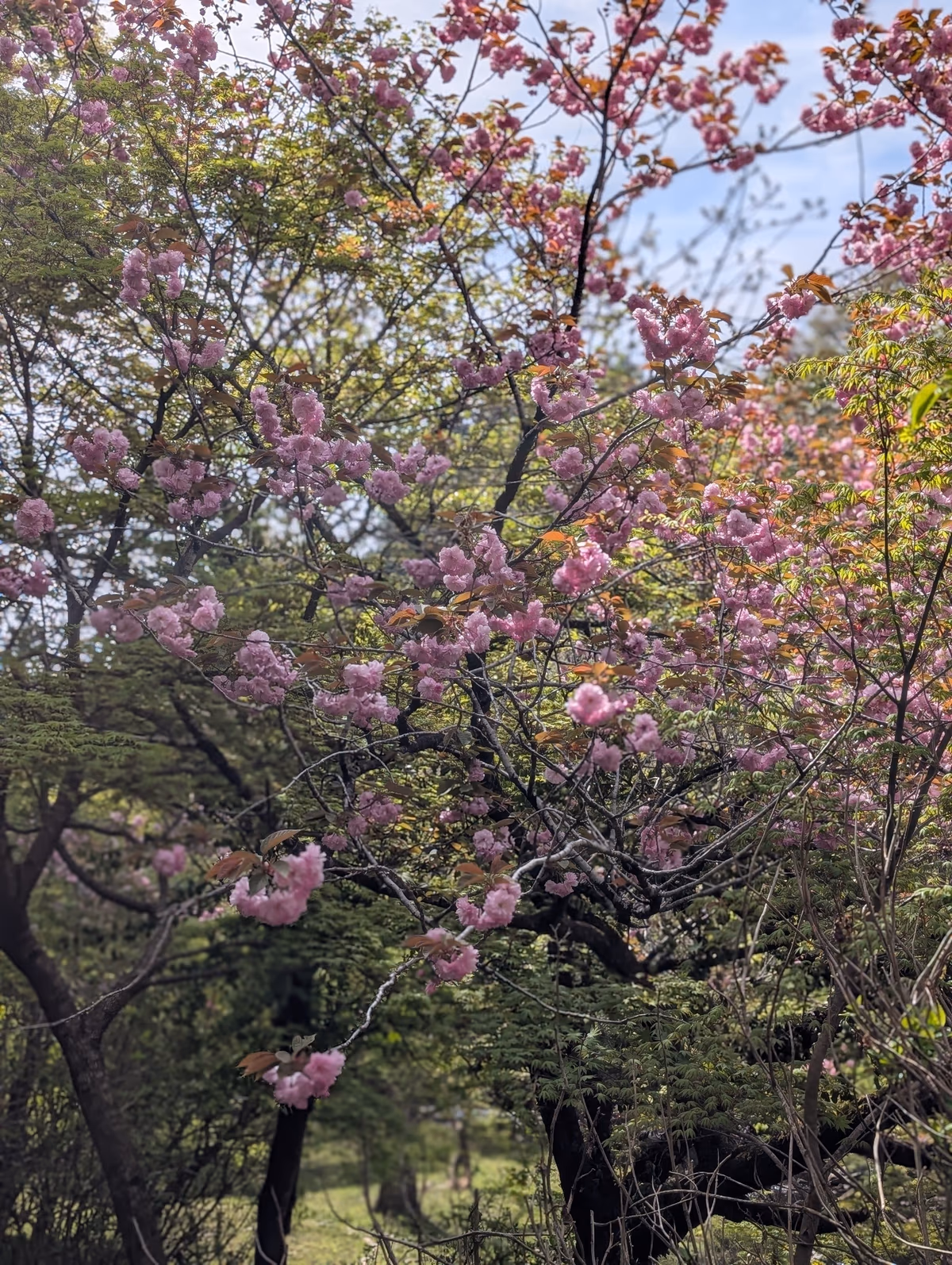 梨木温泉 梨木館